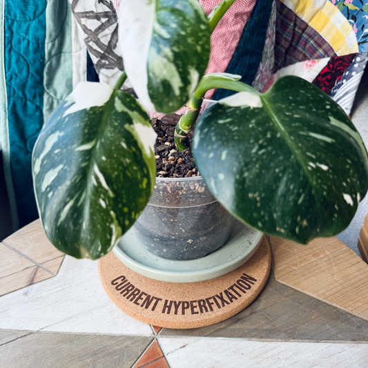 CURRENT HYPERFIXATION // Funny Cork Plant Mat – Millennial & Gen Z Humor | Surface Protector | Houseplant Accessory