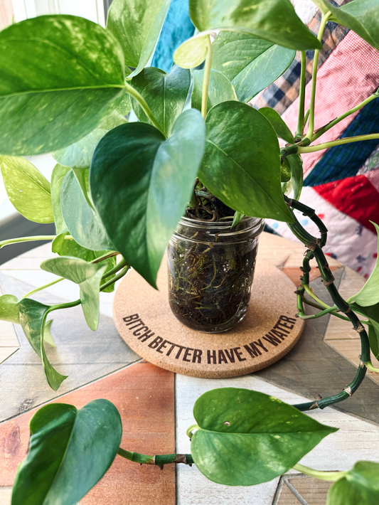 BITCH BETTER HAVE MY WATER // Funny Cork Plant Mat • Personalized Accessories Absorbent Coaster - Houseplant Lover Gift - Protective Surface Tray